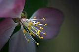 Blossom Closeup_49084